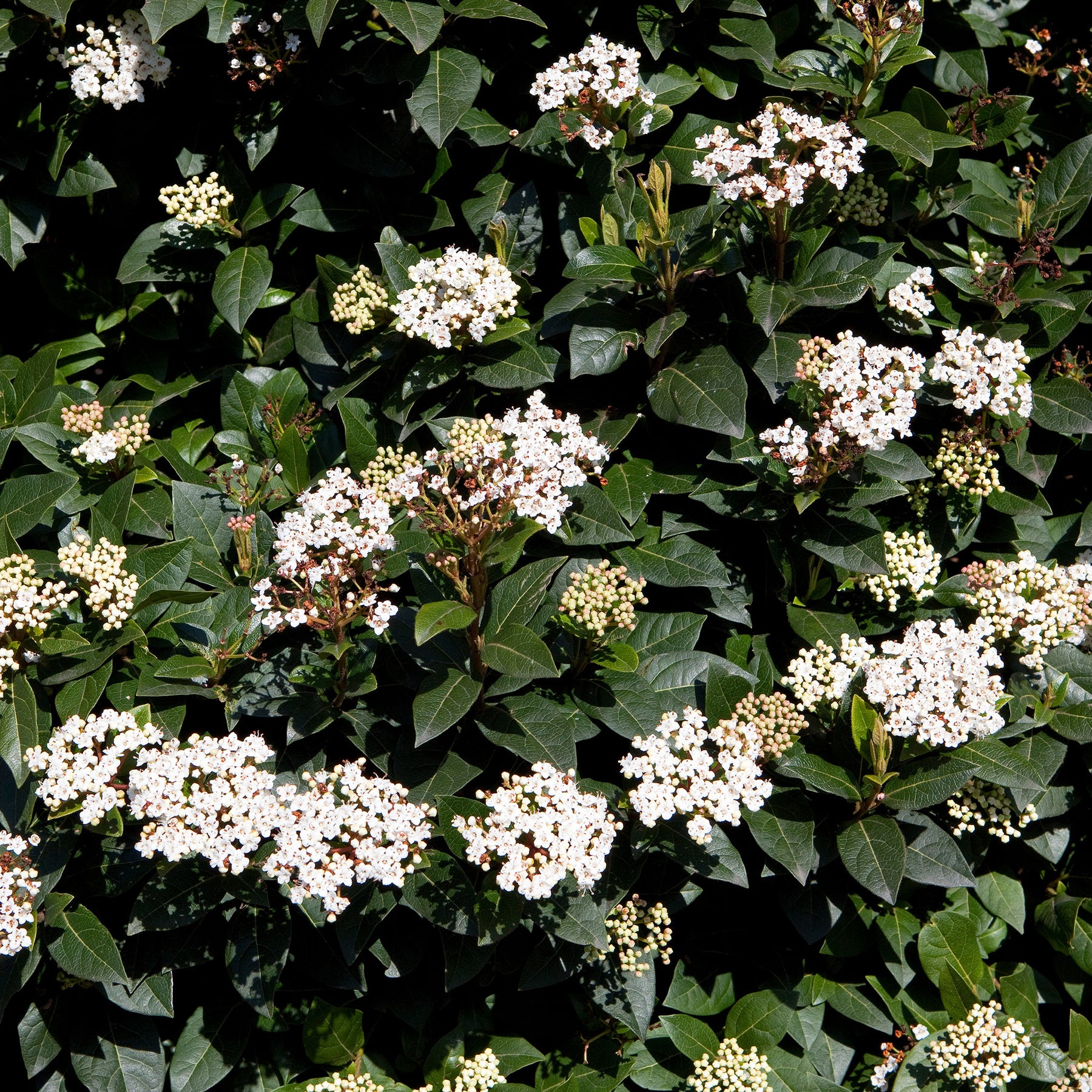 Vente Collection Haie persistante - 4 arbustes - Eleagnus pungens Maculata, Photinia fraseri Red Robin, Prunus laurocerasus Etna, Viburnum tinus