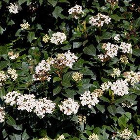 Vente Collection Haie persistante - 4 arbustes - Eleagnus pungens Maculata, Photinia fraseri Red Robin, Prunus laurocerasus Etna, Viburnum tinus