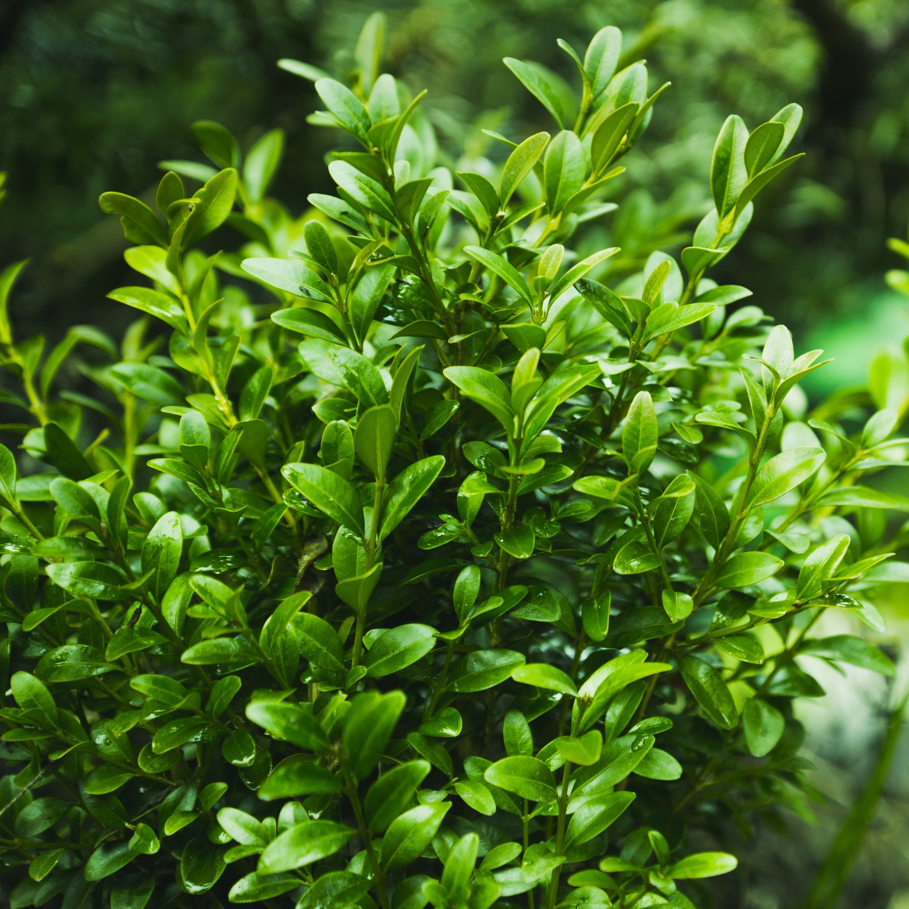 Buis - Buis commun - Buxus sempervirens