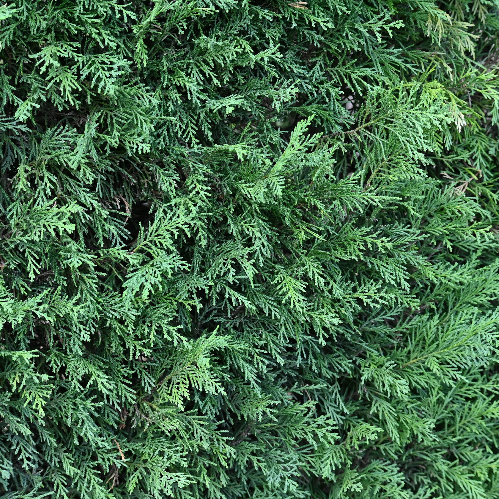 Cupressus leylandii - Cyprès de Leyland - Cyprès