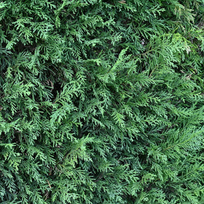 Cupressus leylandii - Cyprès de Leyland - Cyprès