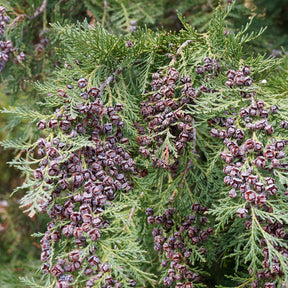 Vente Faux Cyprès de Lawson - Chamaecyparis lawsoniana Columnaris