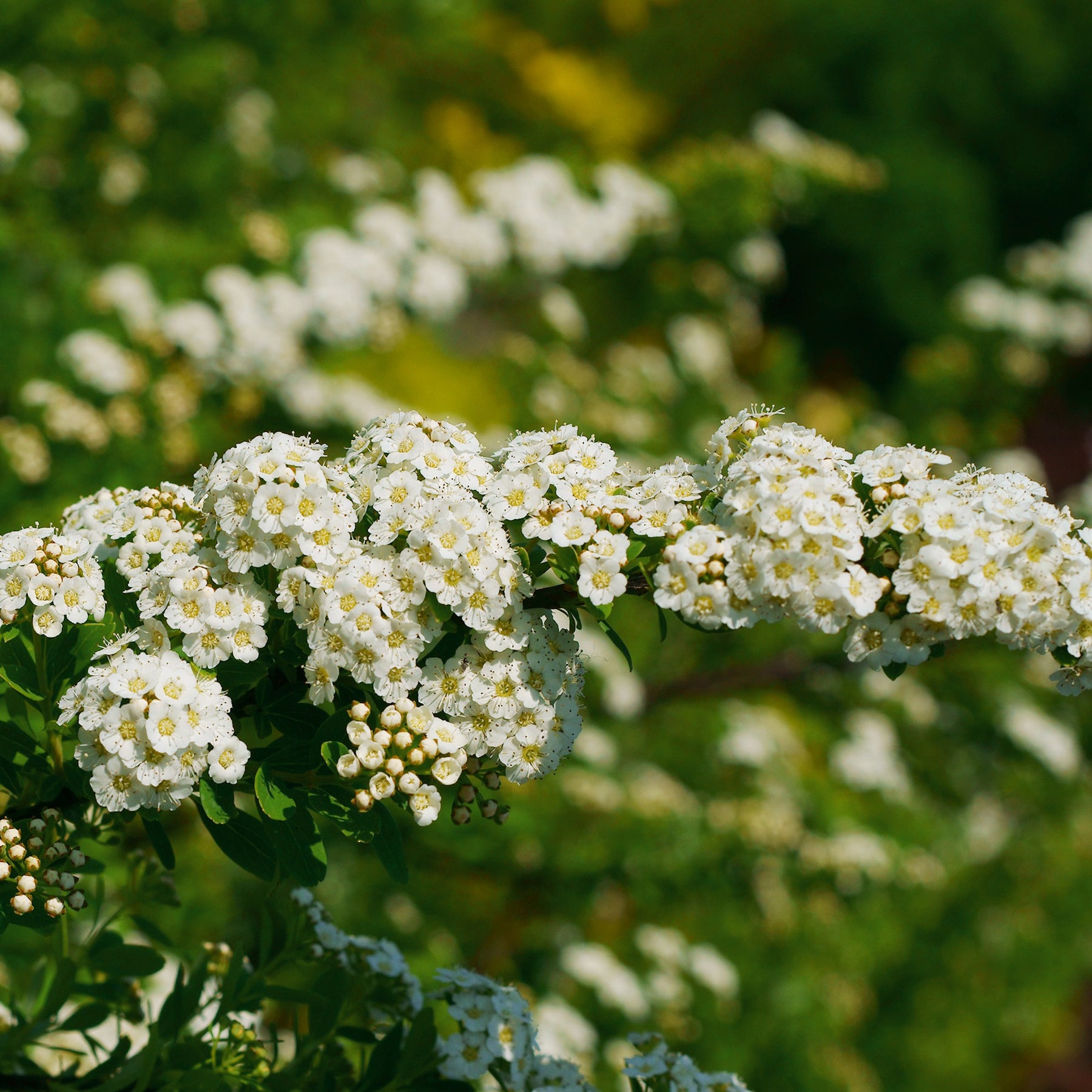 Vente Spirée du Japon Snowmound - Spiraea nipponica Snowmound