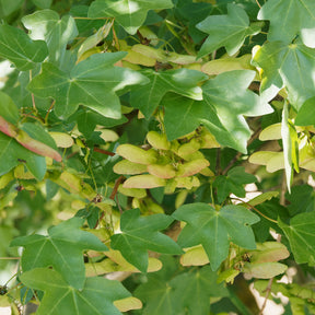 Acer campestre - Haie de 10 Erables champêtre - Arbustes de haie