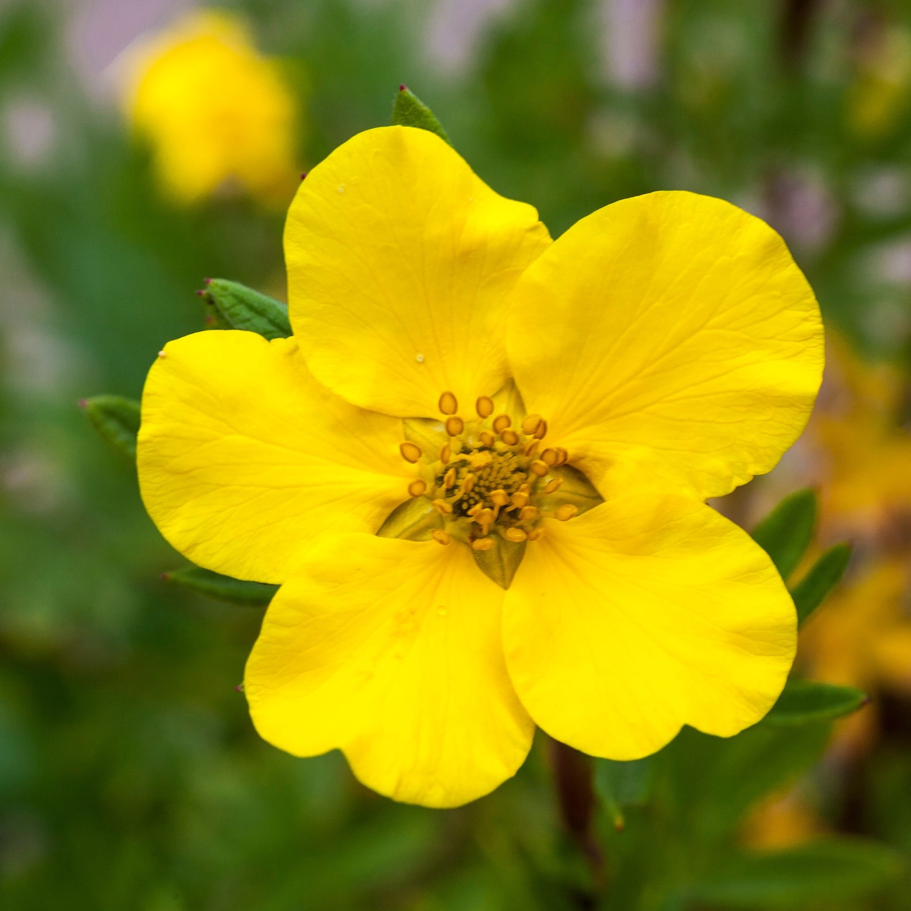 Potentilla fruticosa Goldfinger - Potentille Goldfinger - Potentilles
