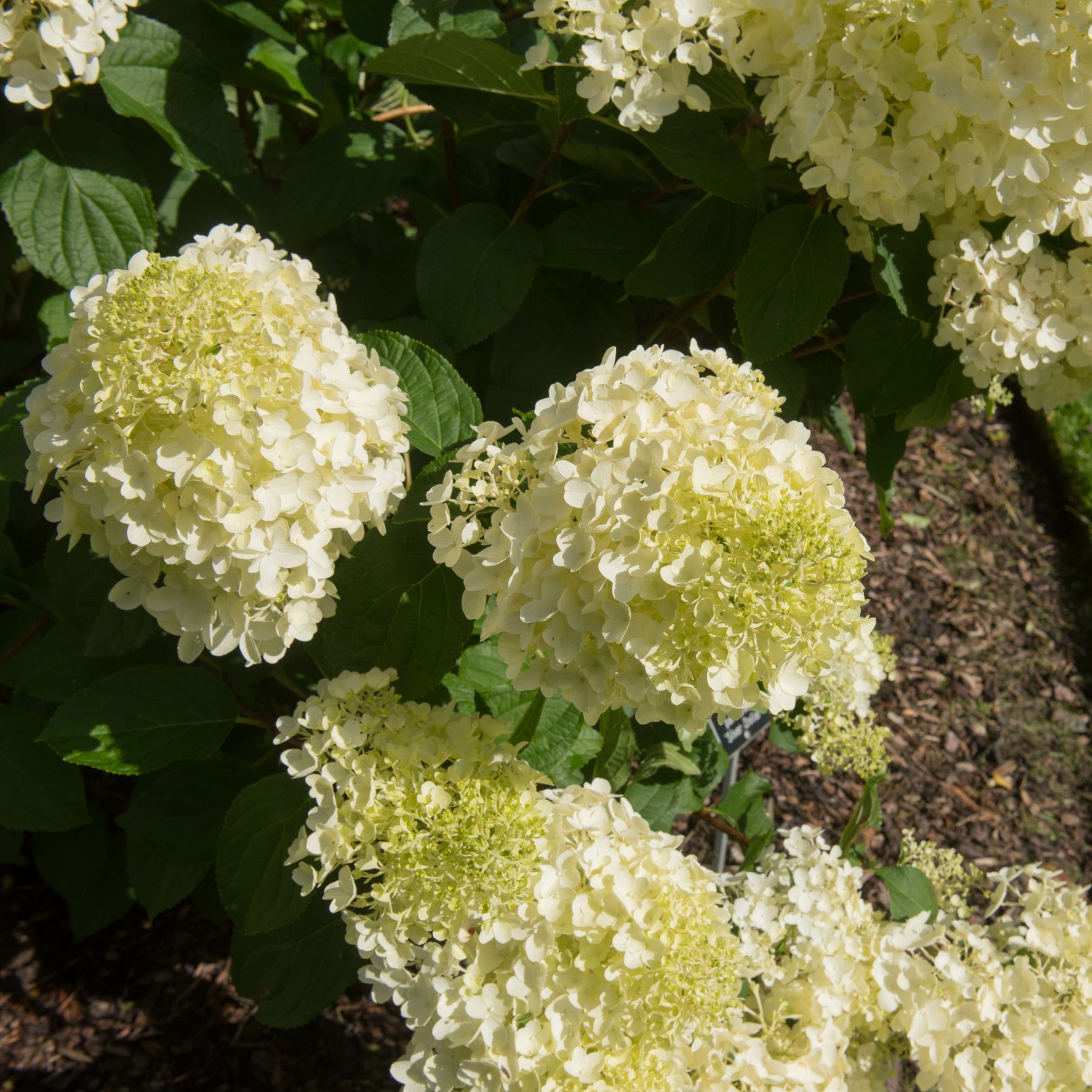 Vente Hortensia paniculé Silver Dollar