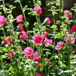 Mauve du Cap El Rayo - Anisodontea El Rayo - Willemse