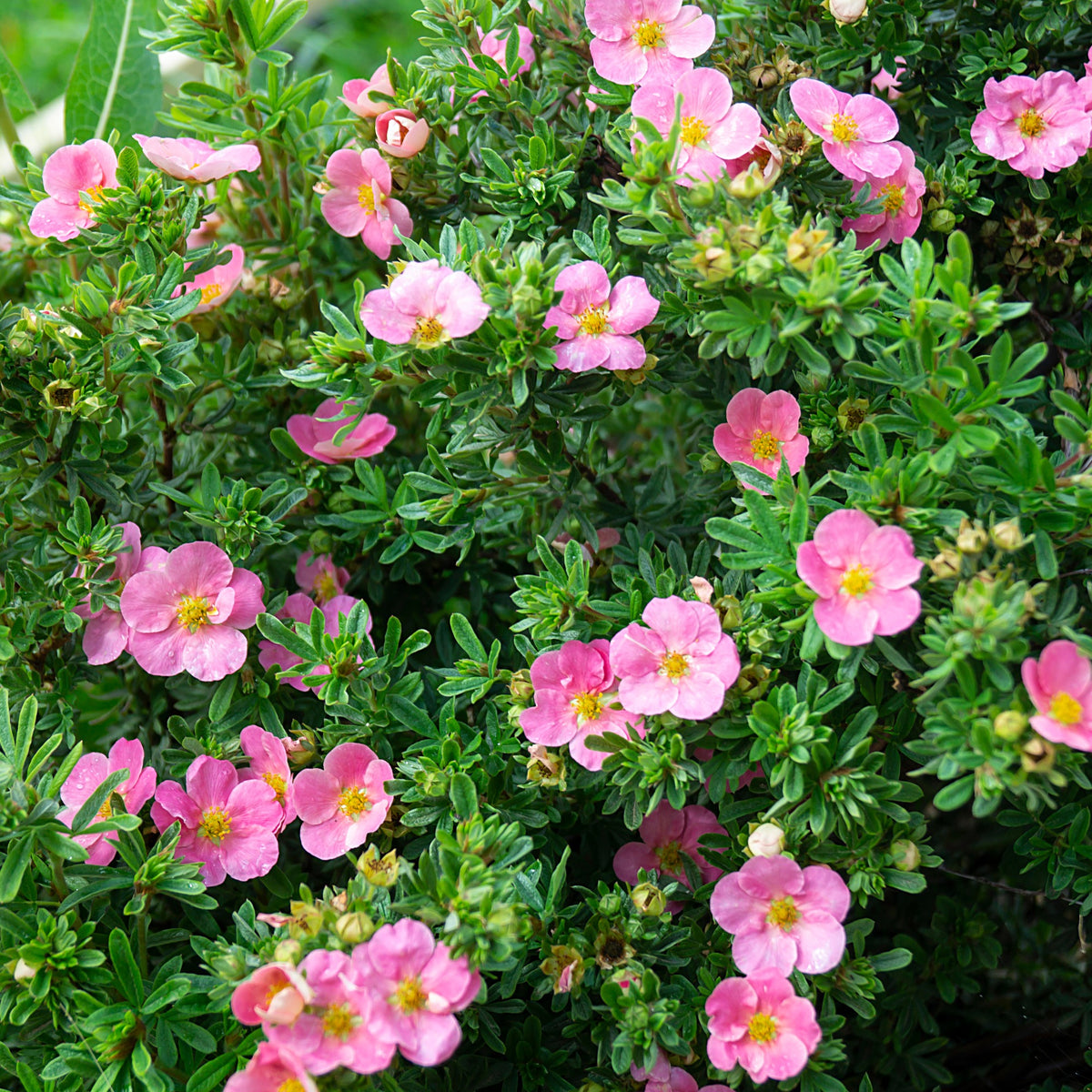 Potentille Bellissima - Willemse