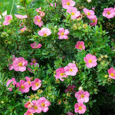 Potentille Bellissima - Willemse
