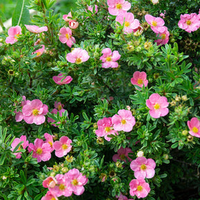 Potentille Bellissima - Willemse