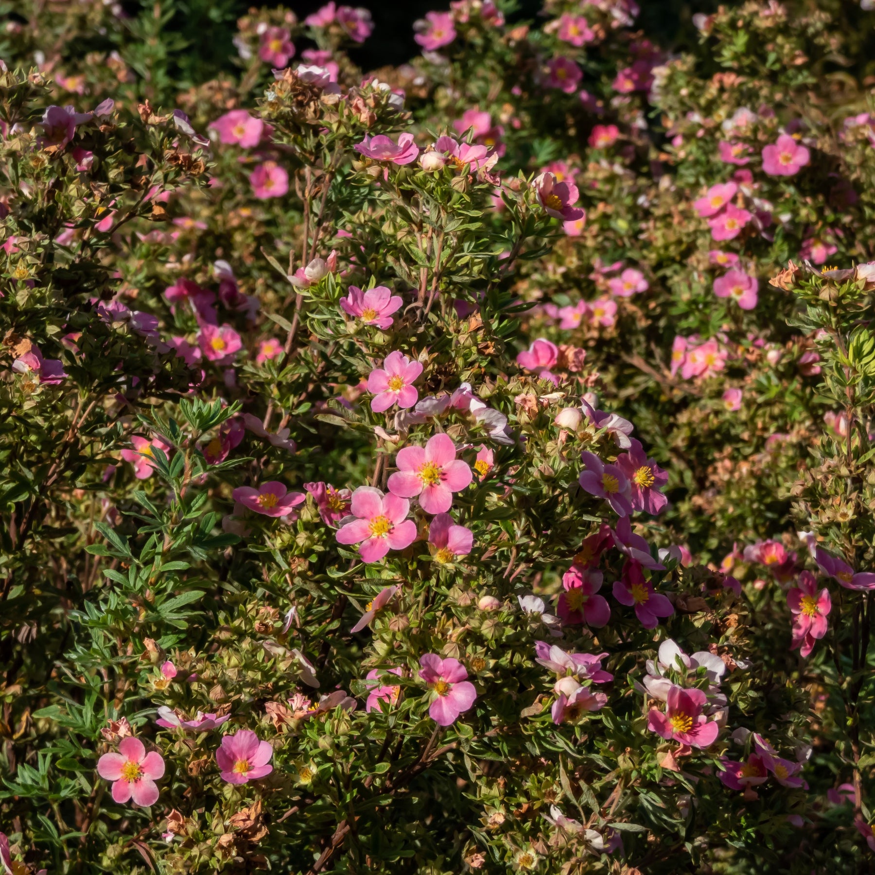 Potentille Bellissima - Potentilla fruticosa Bellissima - Willemse