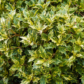 Osmanthe - Osmanthe panaché Goshiki - Osmanthus heterophyllus Goshiki