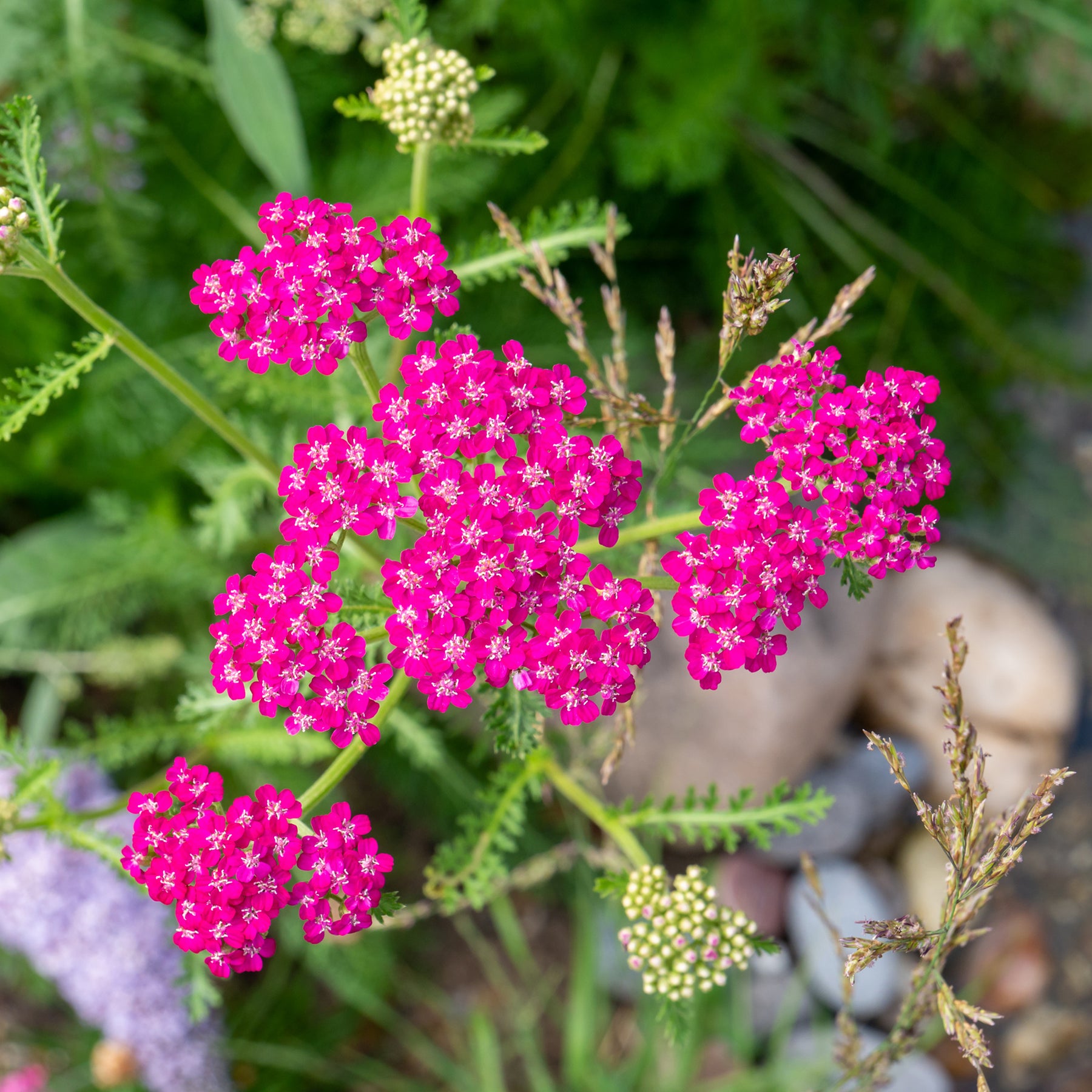 Achillée - Achillée millefeuille Cerise Queen - Achillea millefolium Cerise Queen