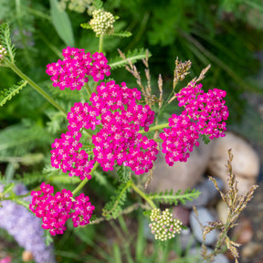 Achillée - Achillée millefeuille Cerise Queen - Achillea millefolium Cerise Queen