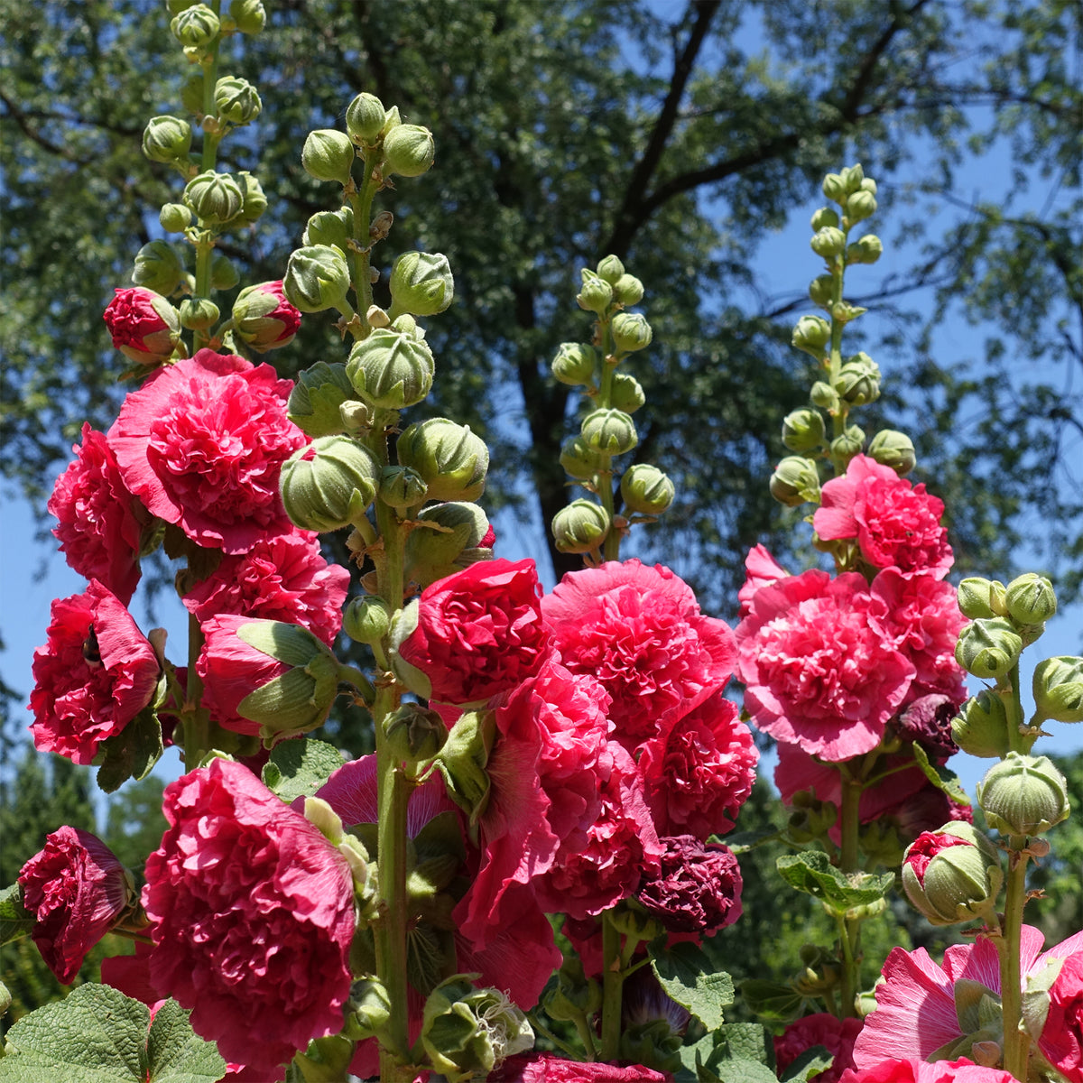 Rose trémière Chater's Double Rouge - Willemse