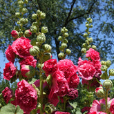 Rose trémière Chater's Double Rouge - Willemse