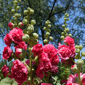 Rose trémière Chater's Double Rouge - Willemse