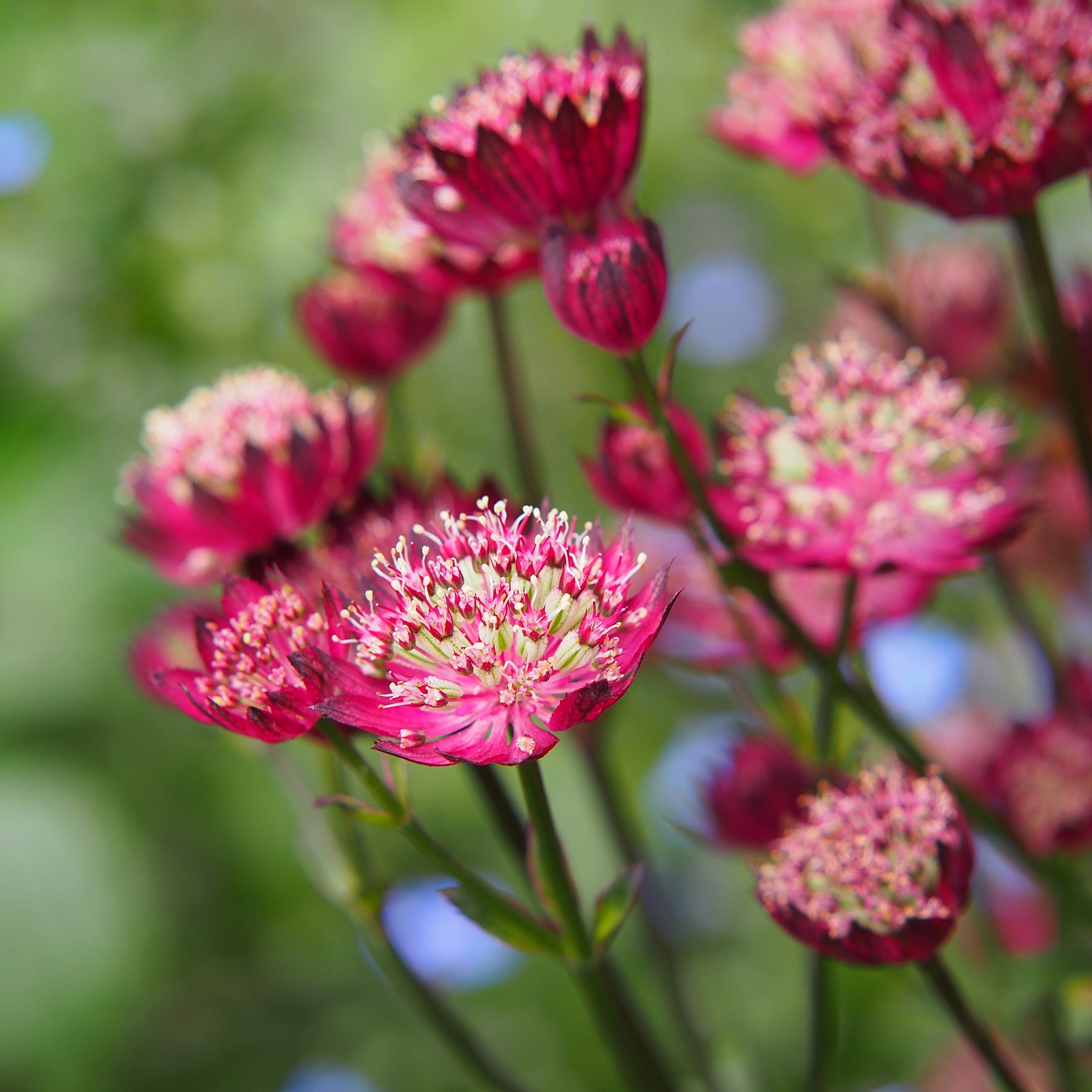 Astrantia major Moulin Rouge - Grande astrance Moulin Rouge - Astrance