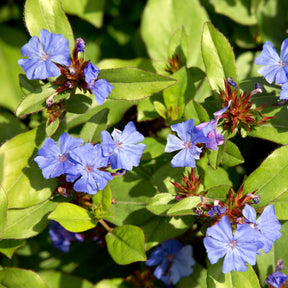 Céraistes - Cerastostigma - Dentelaire bleue - Ceratostigma plumbaginoides
