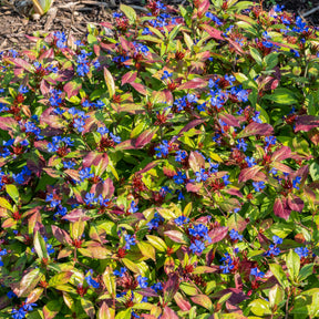 Cerastostigma - Dentelaire bleue - Ceratostigma plumbaginoides - Willemse