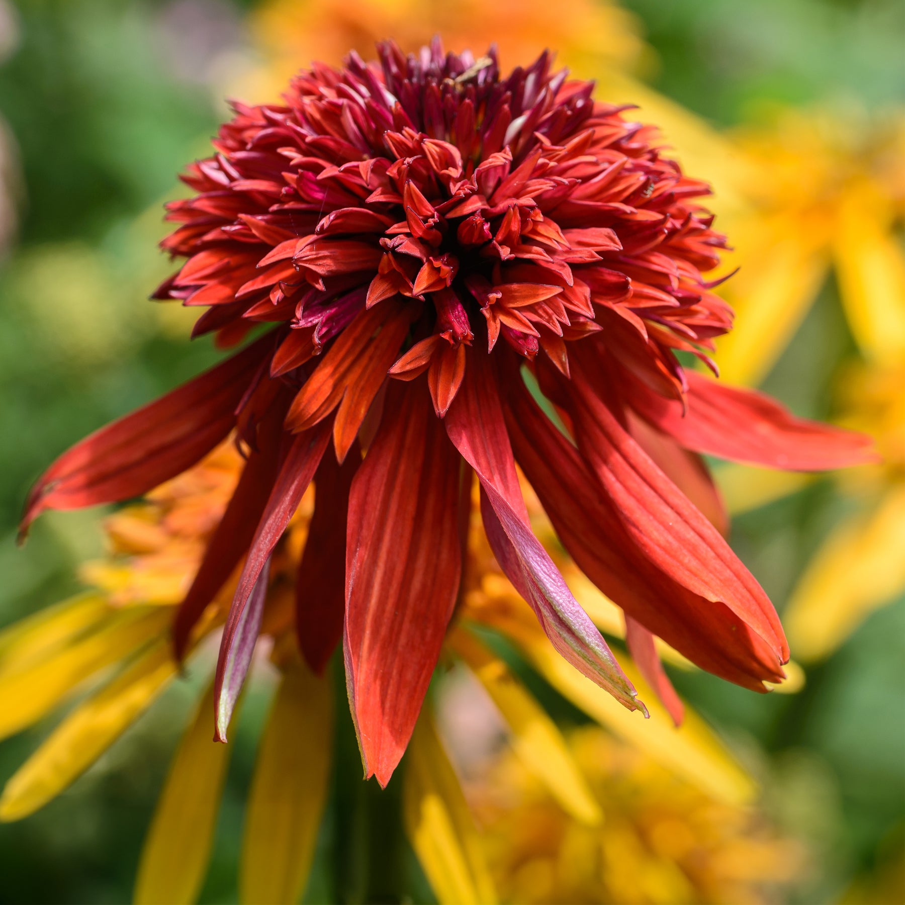 Echinacea purpurea Eccentric - Echinacée pourpre Eccentric  - Échinacée - Echinacea