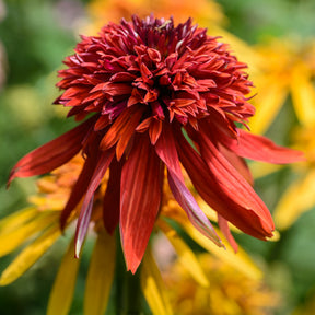 Echinacea purpurea Eccentric - Echinacée pourpre Eccentric  - Échinacée - Echinacea