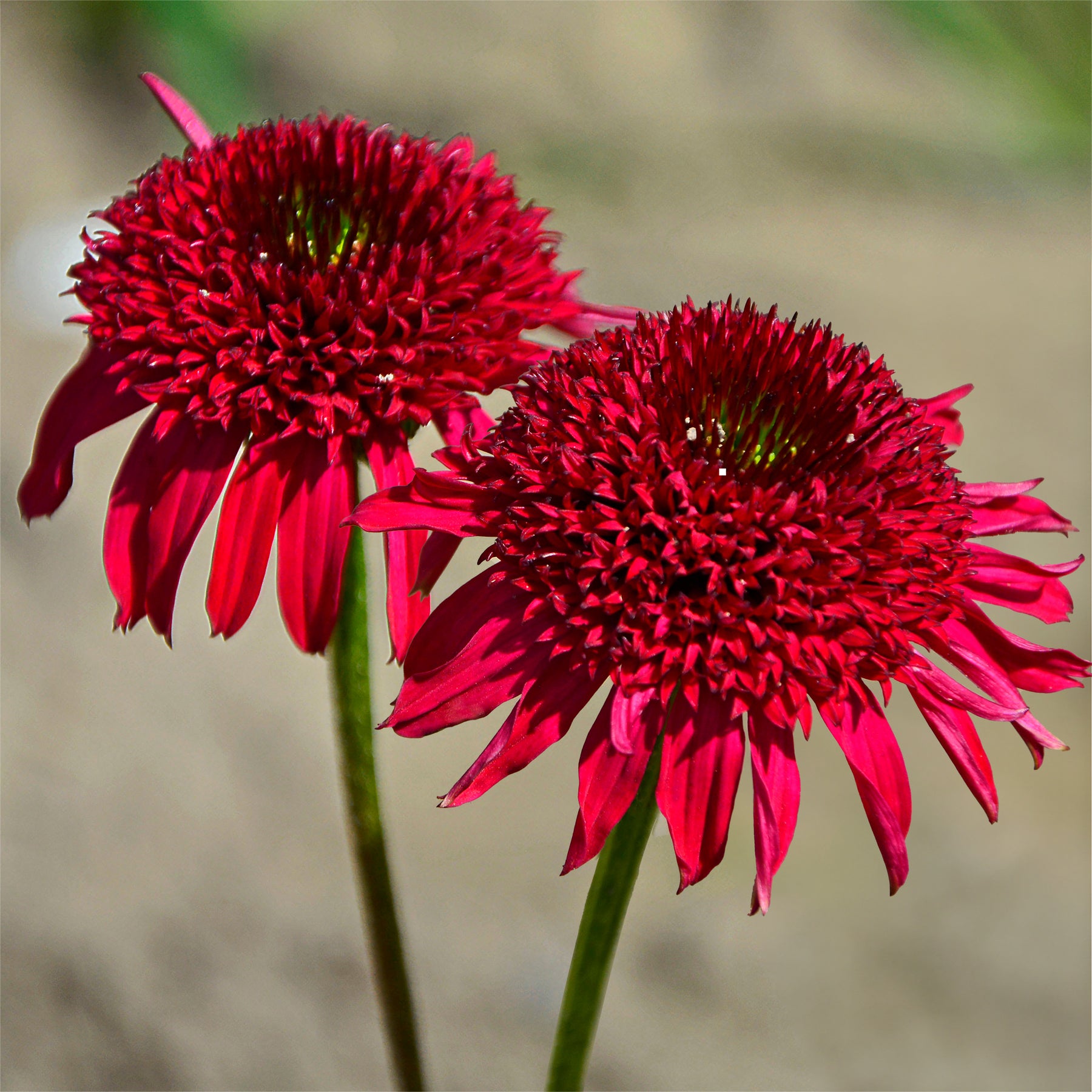 Echinacée pourpre Eccentric  - Echinacea purpurea Eccentric - Willemse