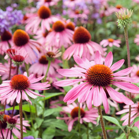 Échinacée - Echinacea - Echinacée pourpre Rubinstern  - Echinacea purpurea Rubinstern