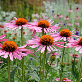 Echinacée pourpre Rubinstern  - Echinacea purpurea Rubinstern - Willemse