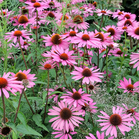 Echinacea purpurea Rubinstern - Echinacée pourpre Rubinstern  - Échinacée - Echinacea