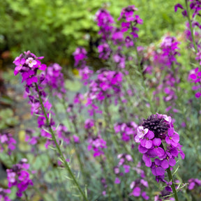 Giroflée - Giroflée arbustive Bowles Mauve - Erysimum linifolium Bowles Mauve