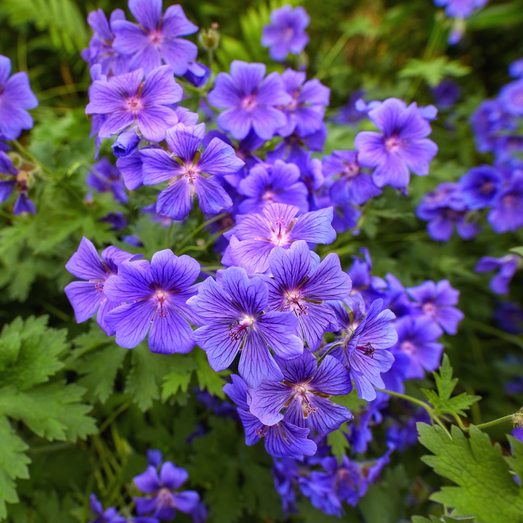 Géranium vivace ibérique - Geranium ibericum - Willemse