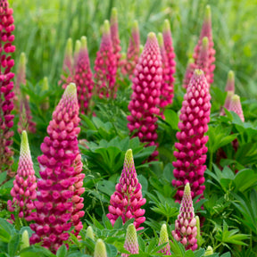 Lupin Gallery Red - Willemse
