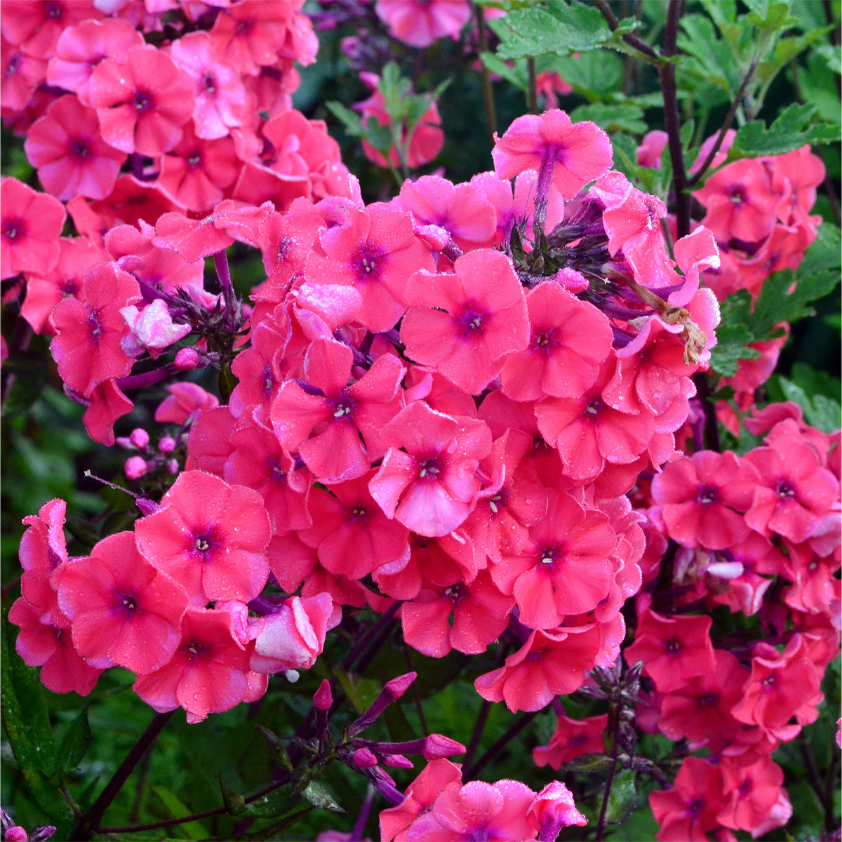 Phlox paniculé Starfire - Willemse