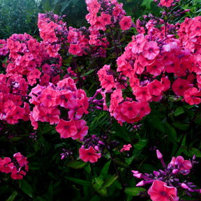Phlox paniculata Starfire - Phlox paniculé Starfire - Phlox paniculé