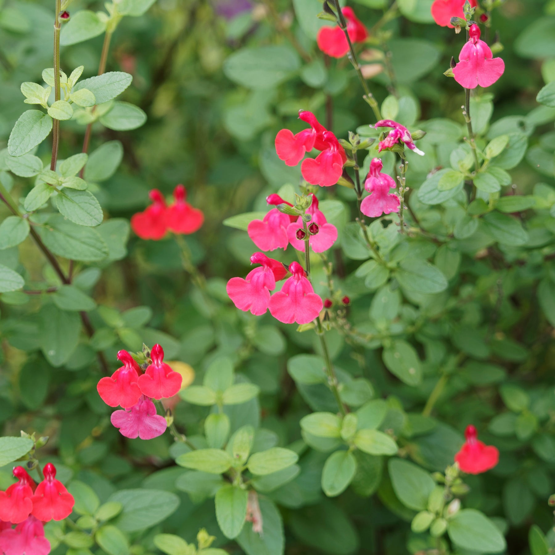 Sauge arbustive Grahamii - Salvia microphylla (grahamii) - Willemse