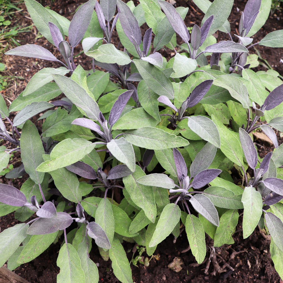 Sauge officinale Purpurascens - Willemse