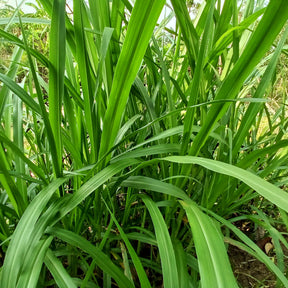 Carex pendula - Laîche pendante - Carex - Carex