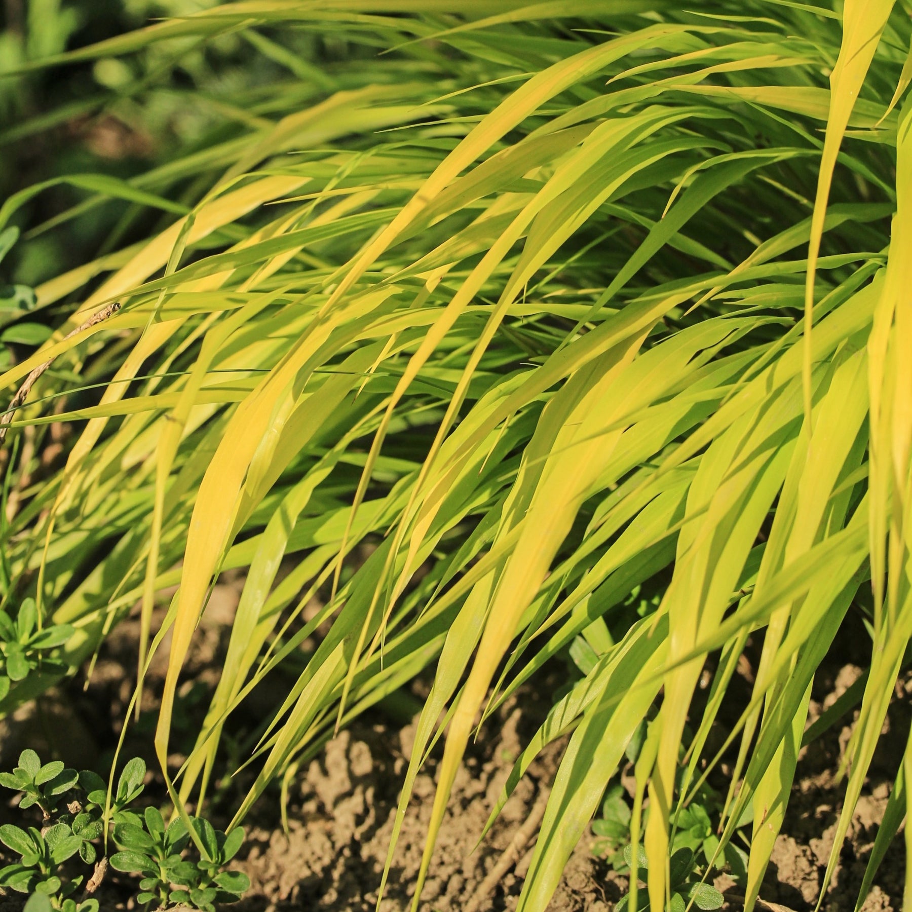 Hakonechloa macra all gold - Herbe du Japon All Gold - Herbe du Japon