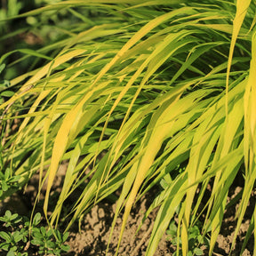 Hakonechloa macra all gold - Herbe du Japon All Gold - Herbe du Japon