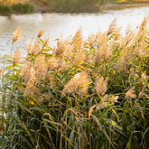 Roseau commun - Willemse