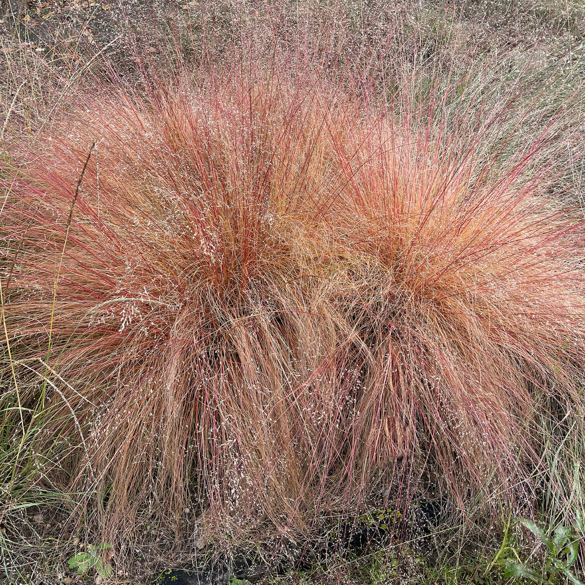Sporobole à glumes inégales - Willemse