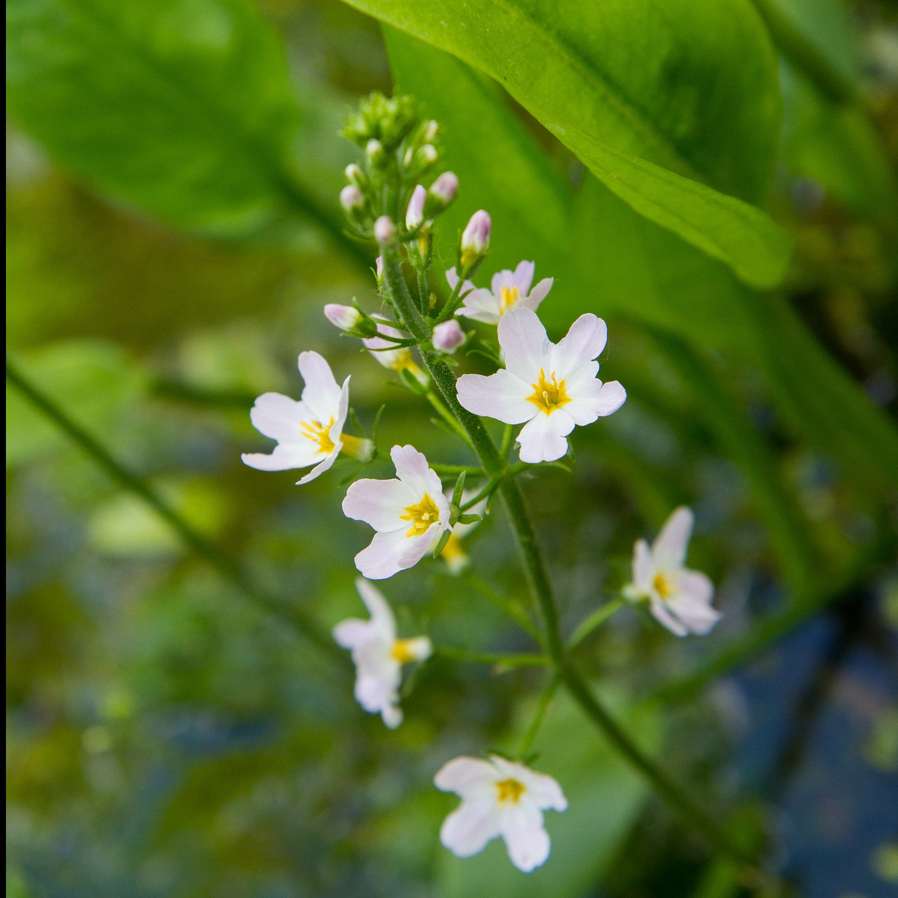 Vente Plantain d'eau - Alisma plantago-aquatica