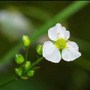 Plantes de bassins - Plantain d'eau - Alisma plantago-aquatica