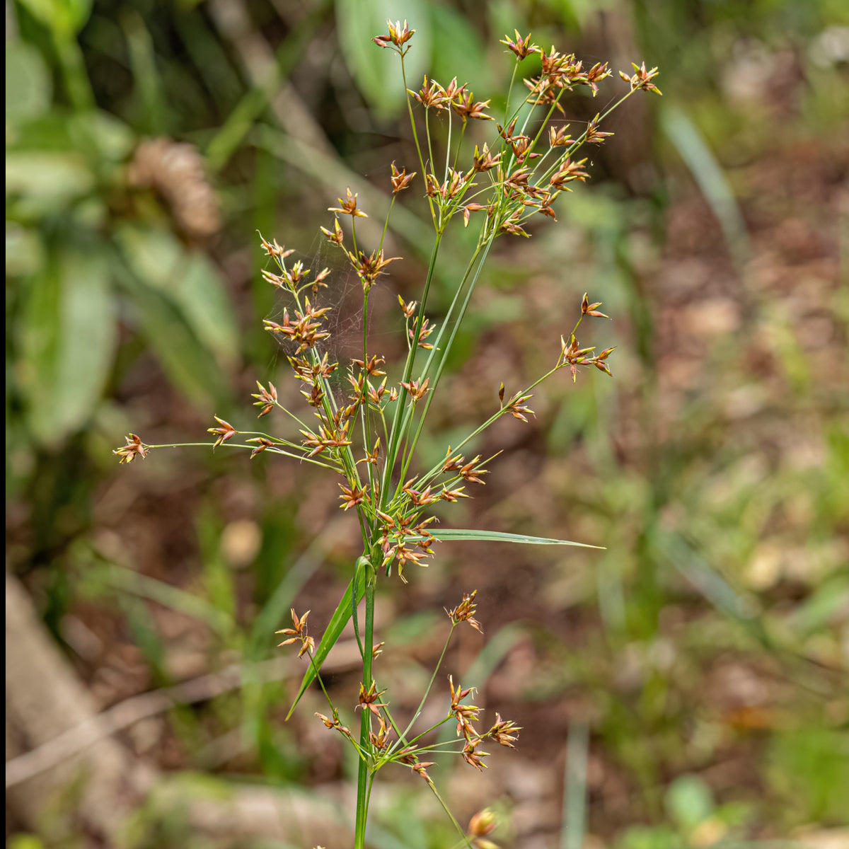 Souchet odorant - Cyperus longus - Willemse
