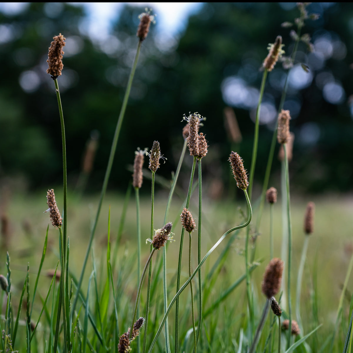 Eleocharis des marais - Willemse