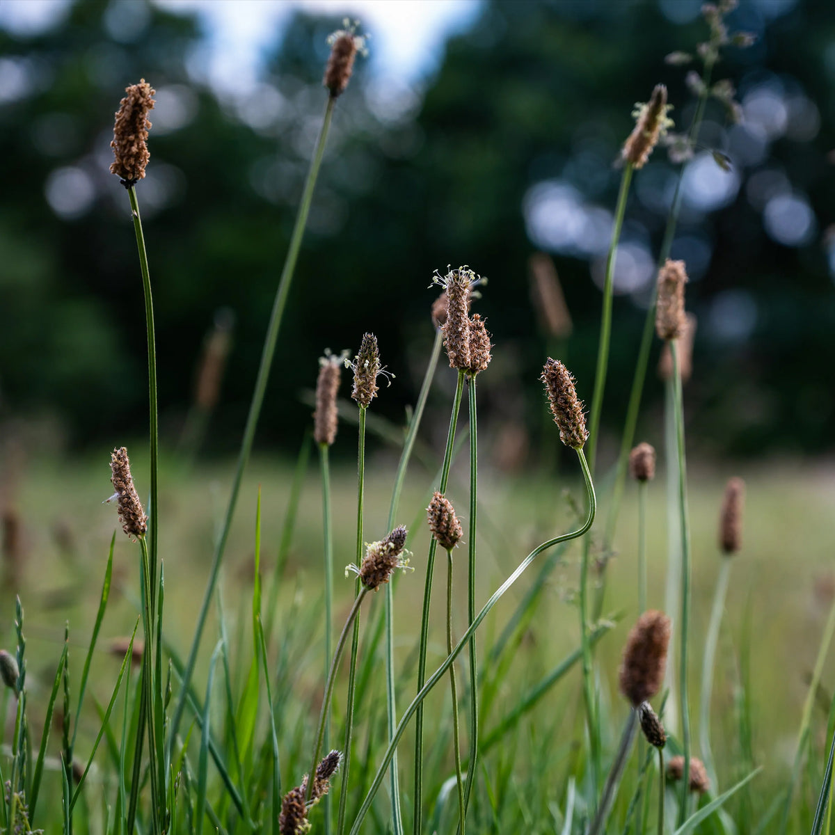 Eleocharis des marais - Willemse