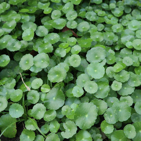 Ecuelle d'eau Herbe aux patagons - Hydrocotyle vulgaris - Willemse
