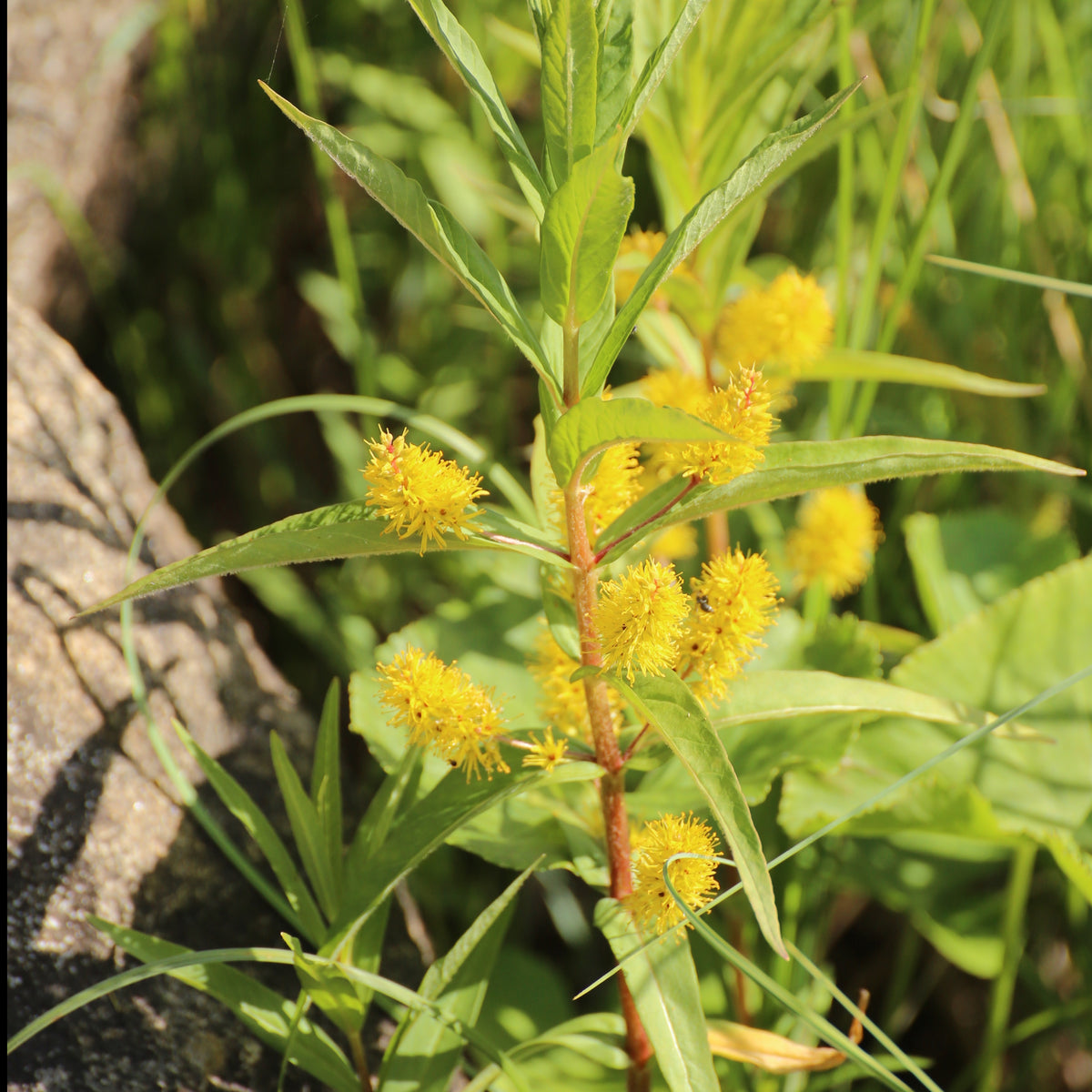 Lysimaque à fleurs en thyrse - Willemse