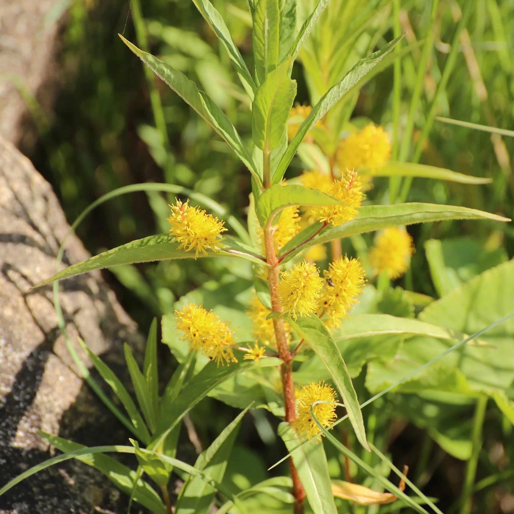 Lysimachia thyrsiflora - Lysimaque à fleurs en thyrse - Lysimaque